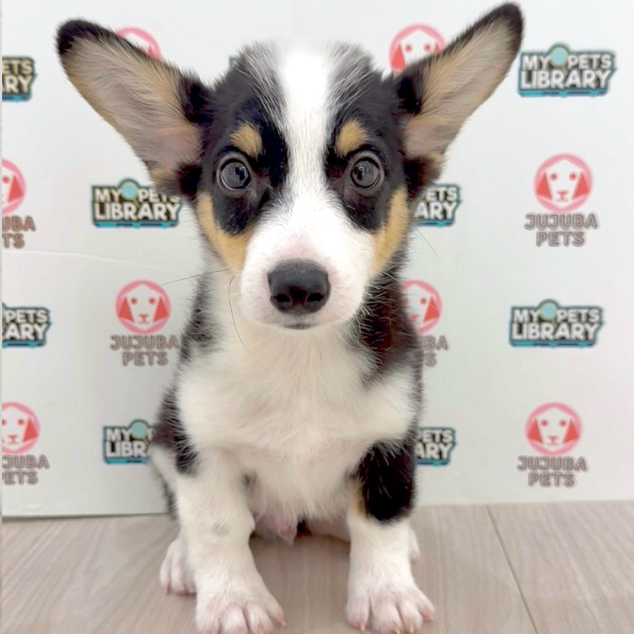 Welsh Corgi Puppy