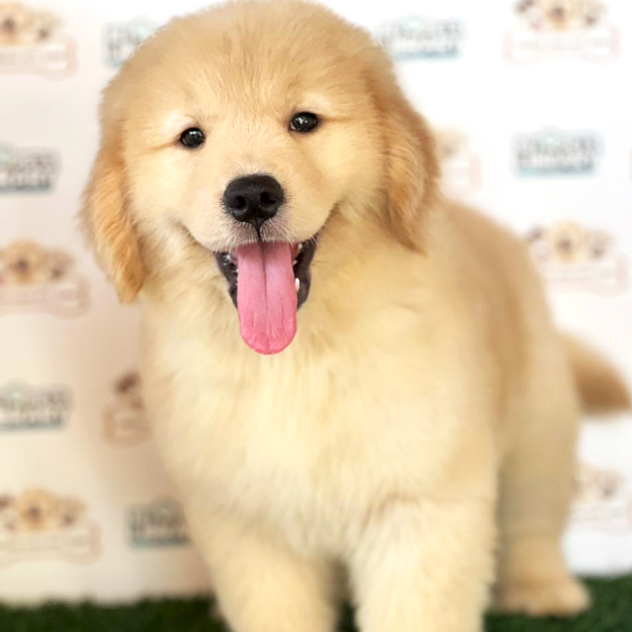 Golden Retriever Puppy