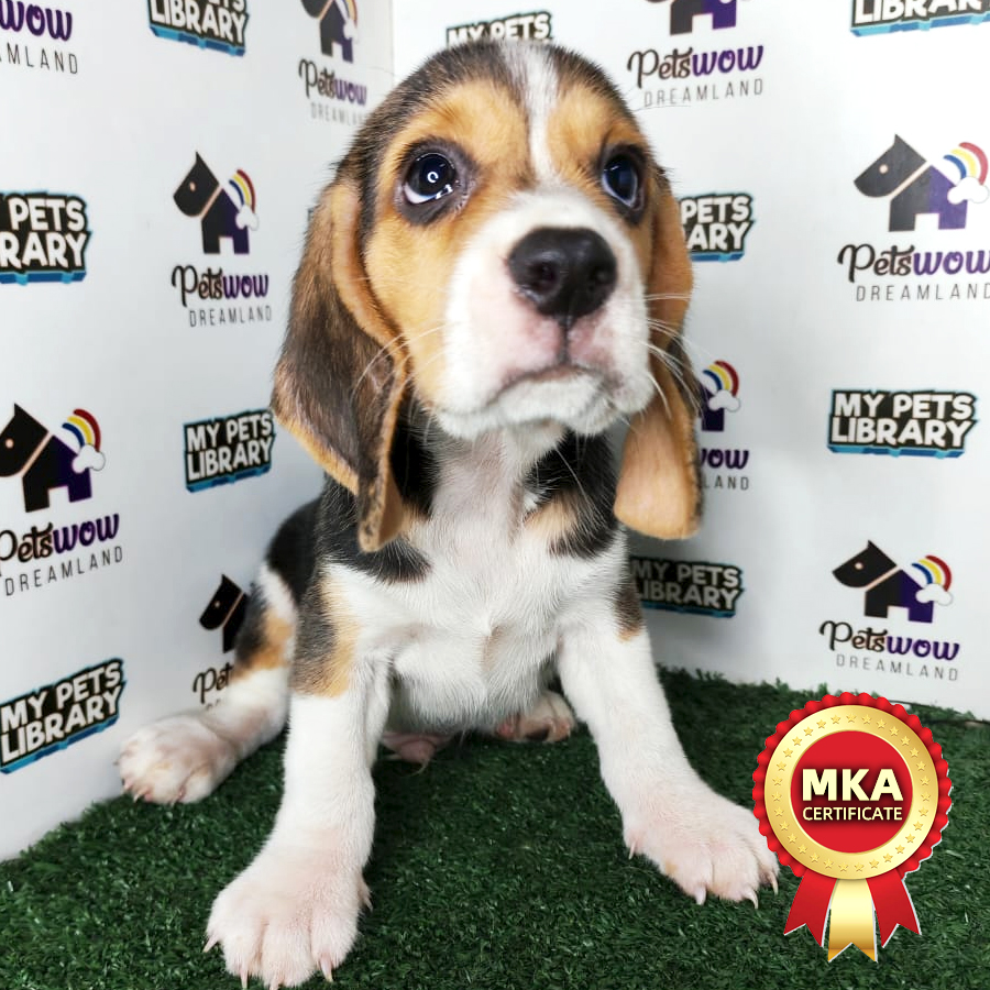 Beagle Puppy