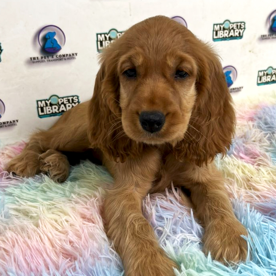 Cocker Spaniel Puppy