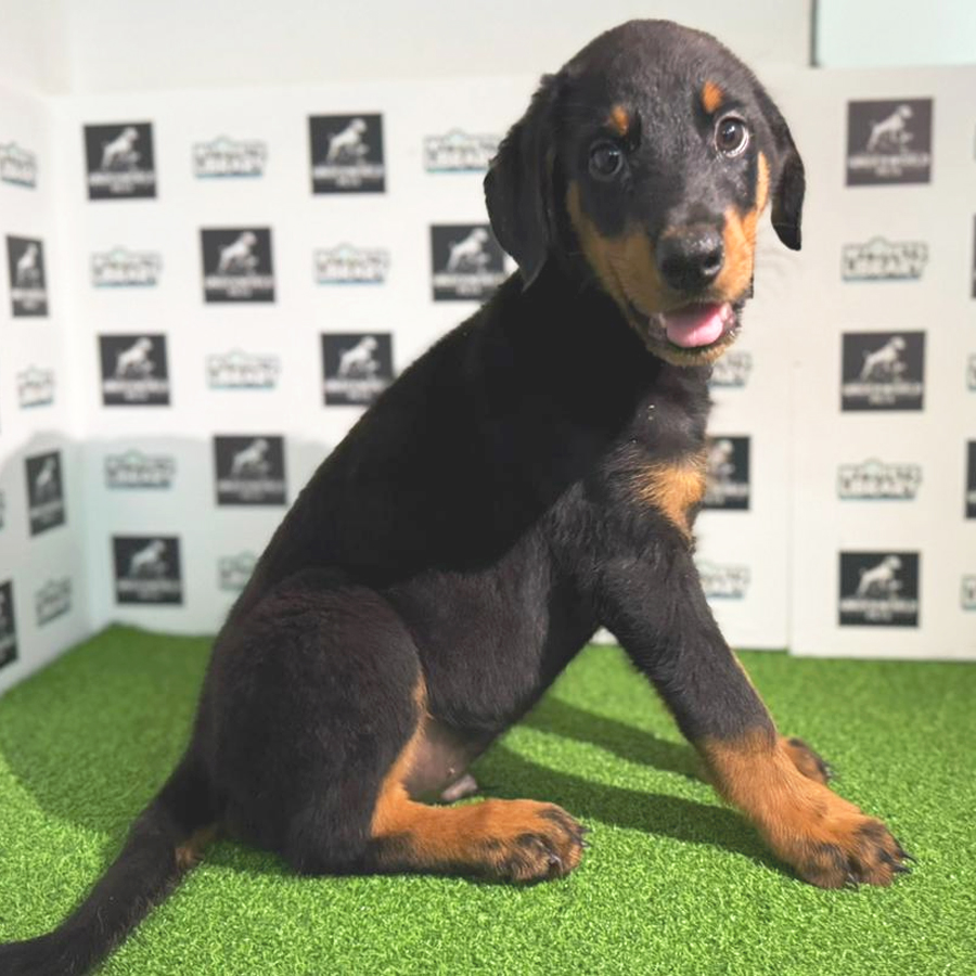 Rottweiler Puppy