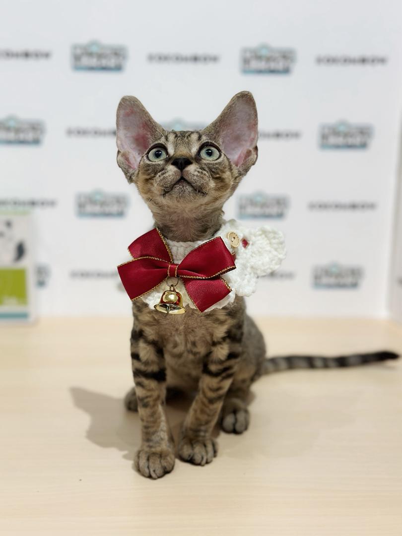 Devon Rex Kitten