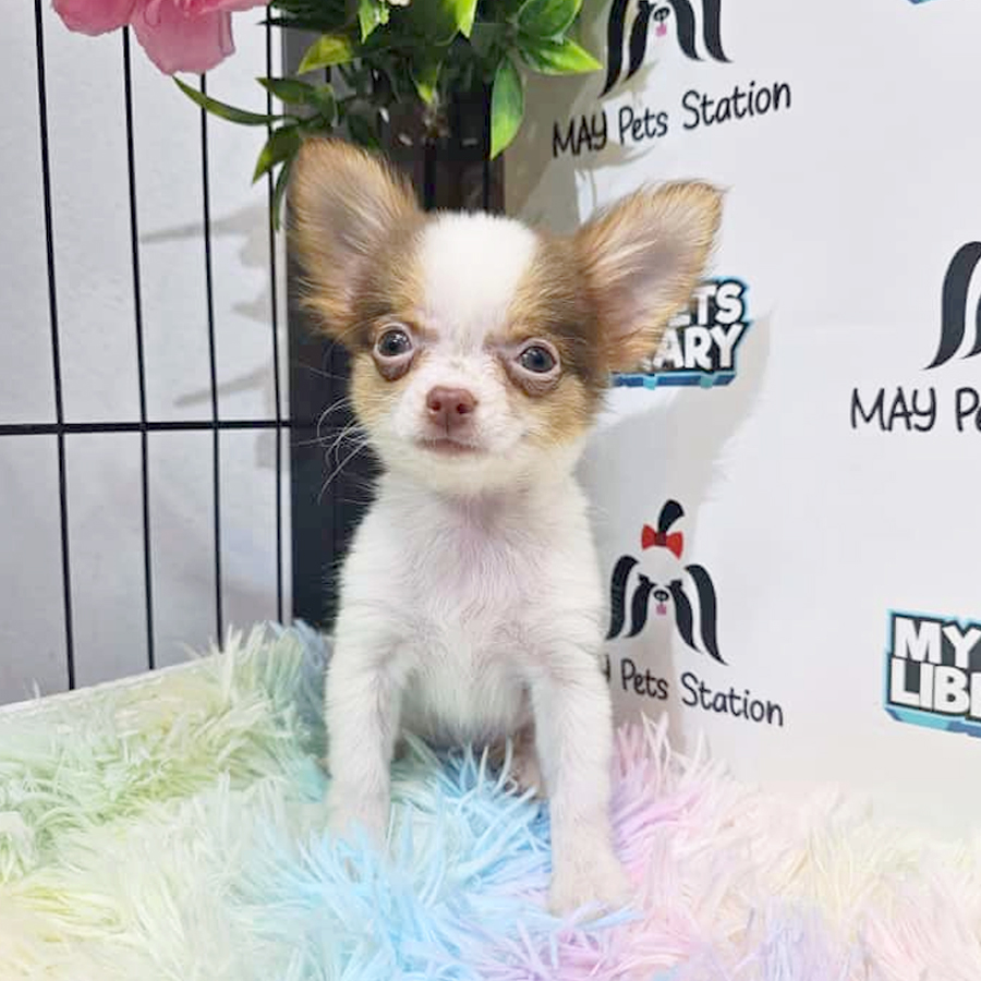 Long Coat Chihuahua Puppy