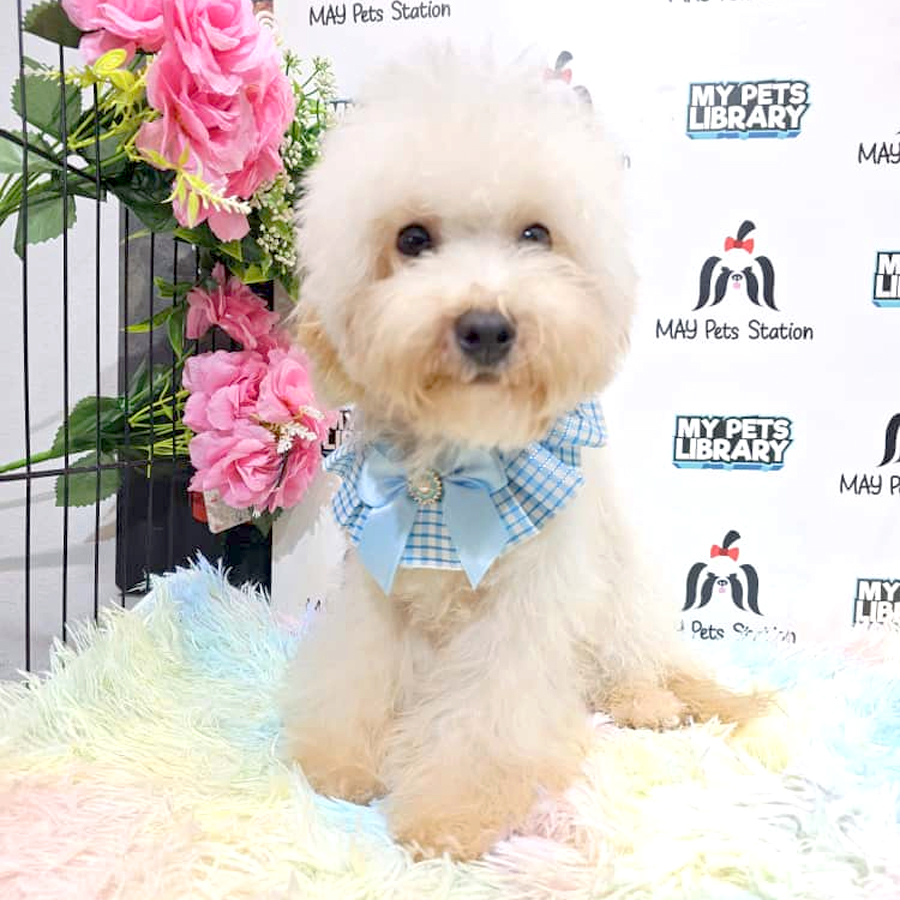 Maltipoo Puppy