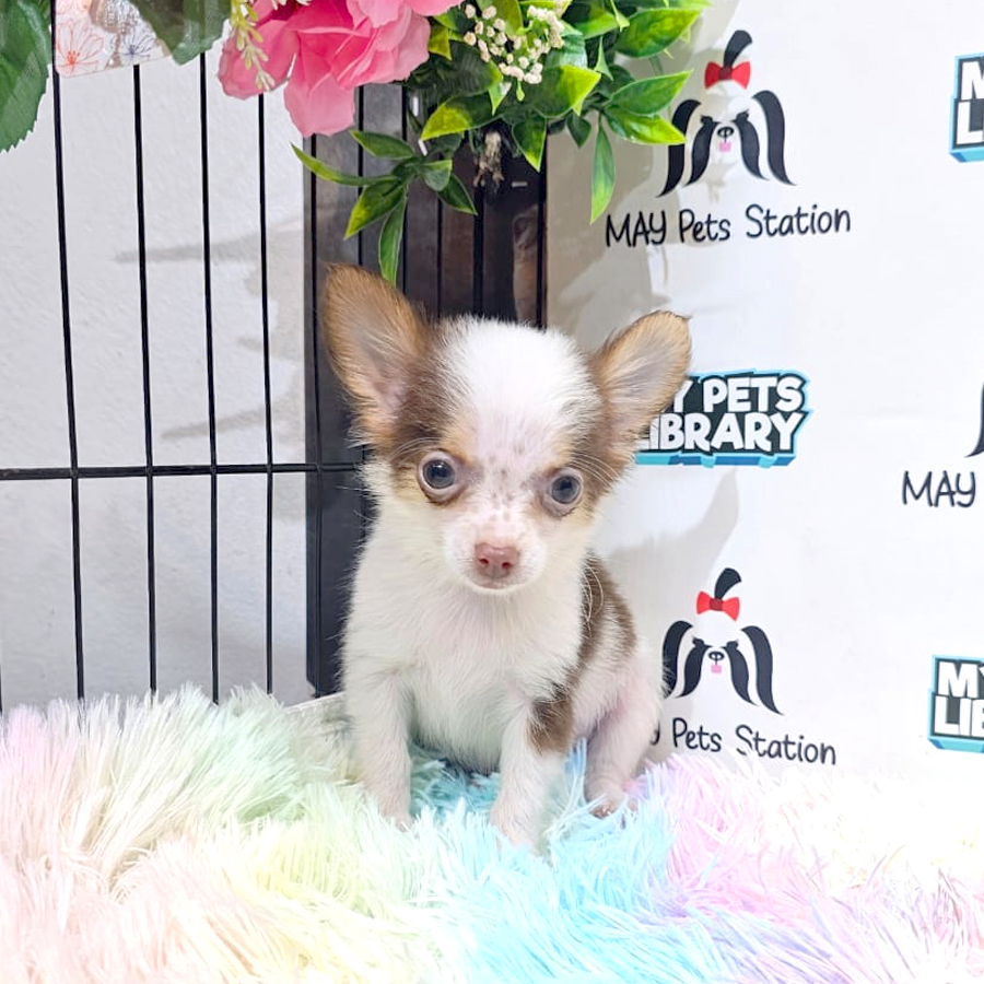 Long Coat Chihuahua Puppy