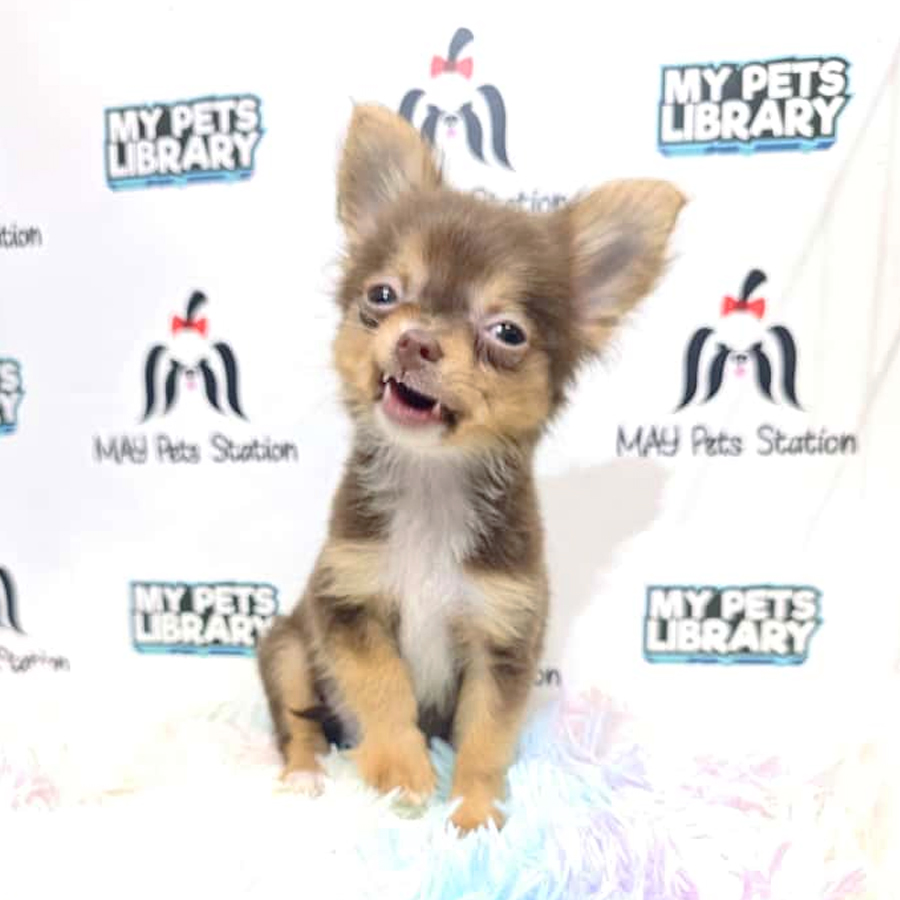Long Coat Chihuahua Puppy