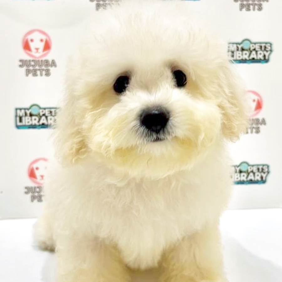 Toy Poodle Puppy