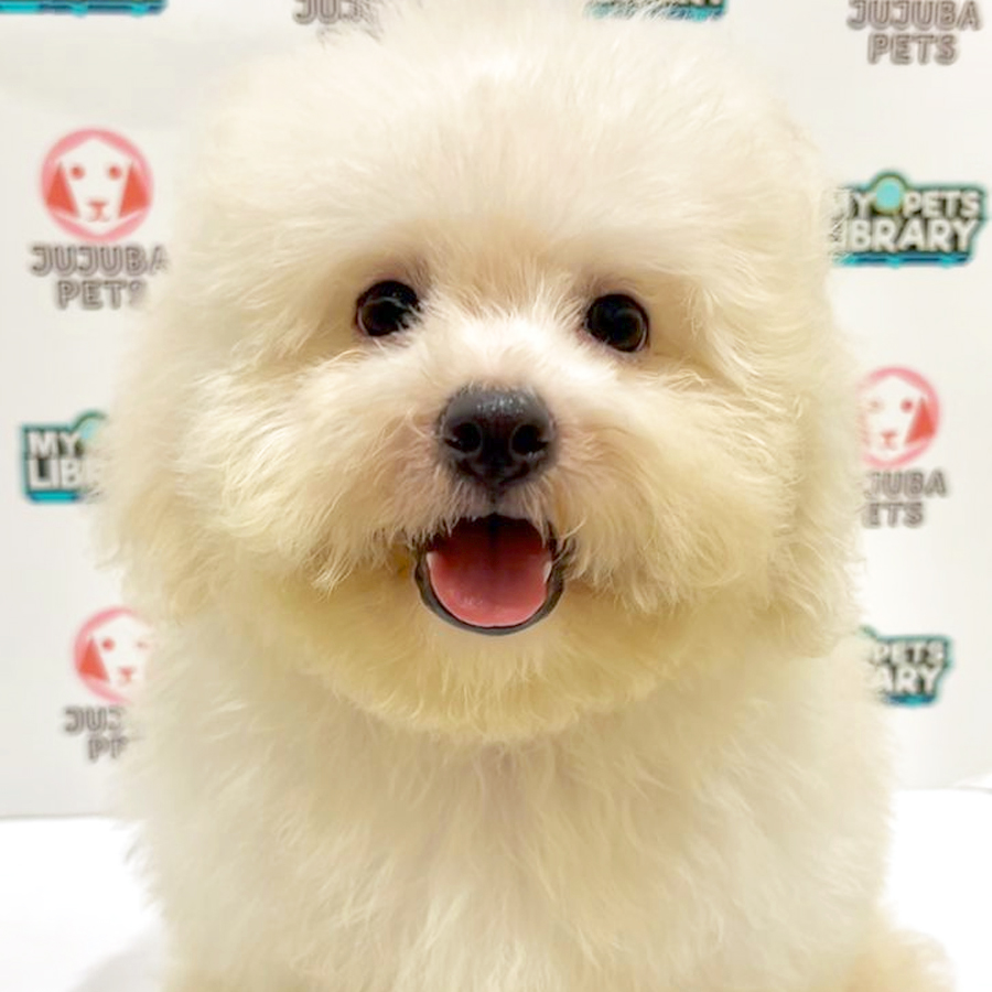 Toy Poodle Puppy