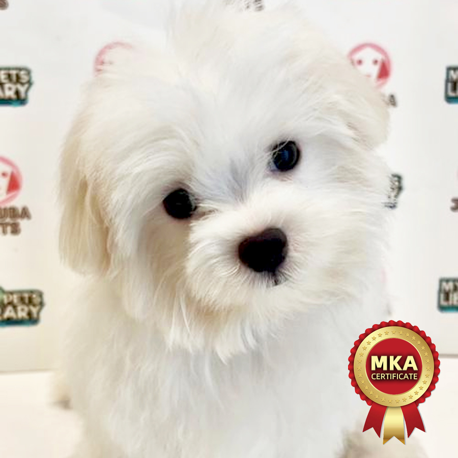 MKA Maltese Puppy