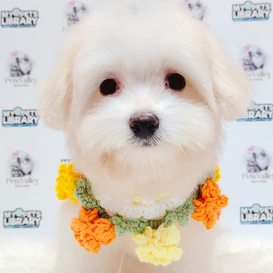 Maltese Puppy