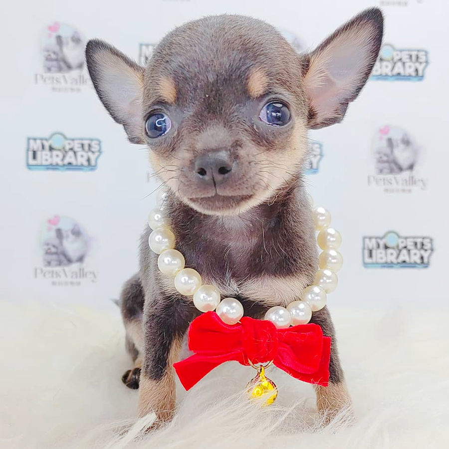 Chihuahua Puppy