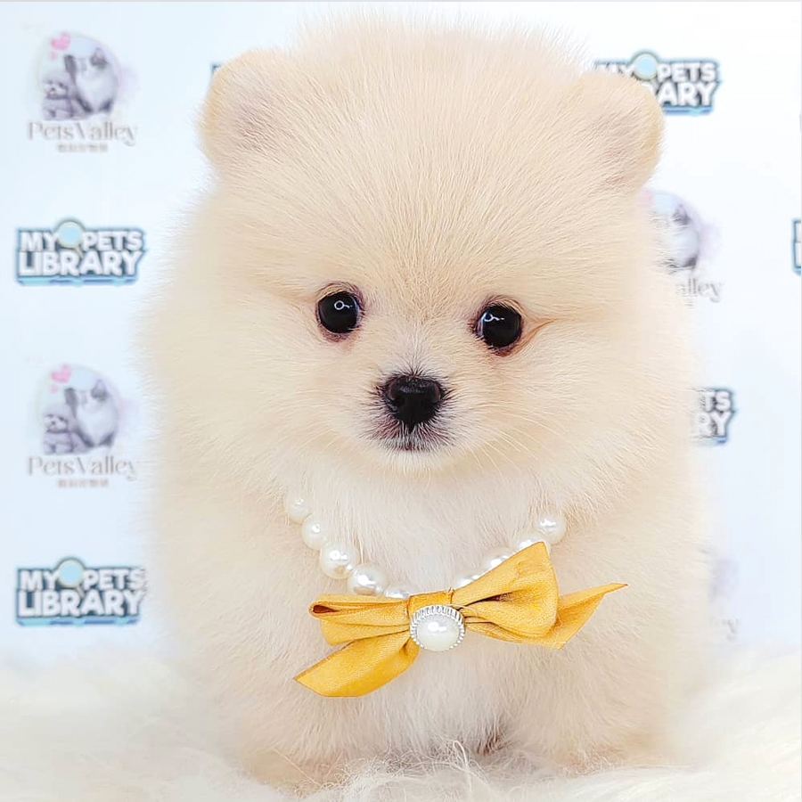 Pomeranian Puppy