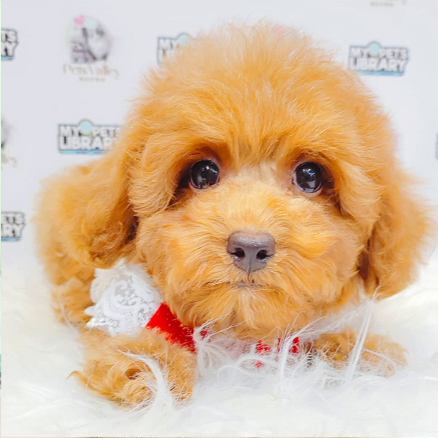 Toy Poodle Puppy