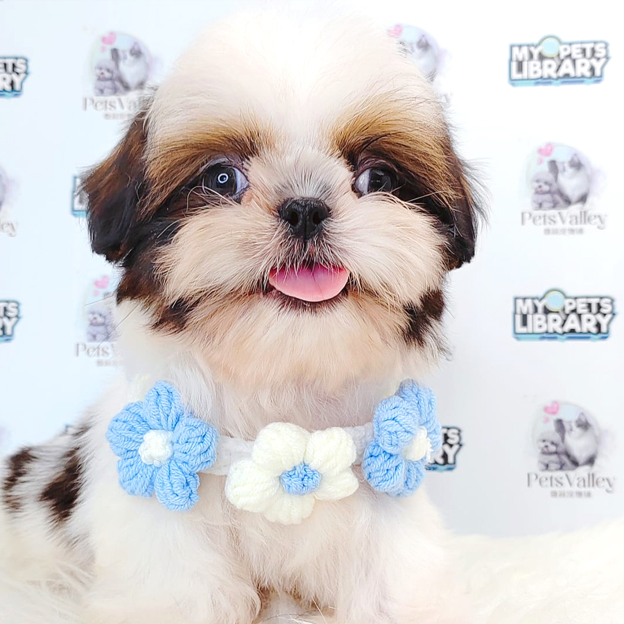 Shih Tzu Puppy