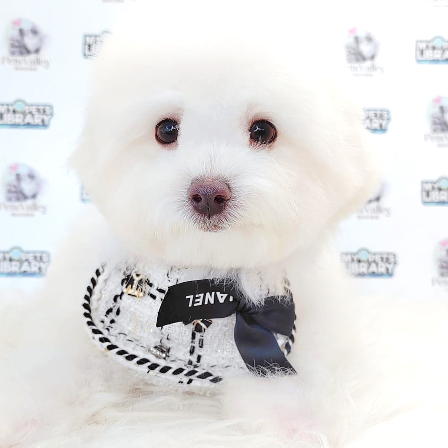 Maltipoo Puppy