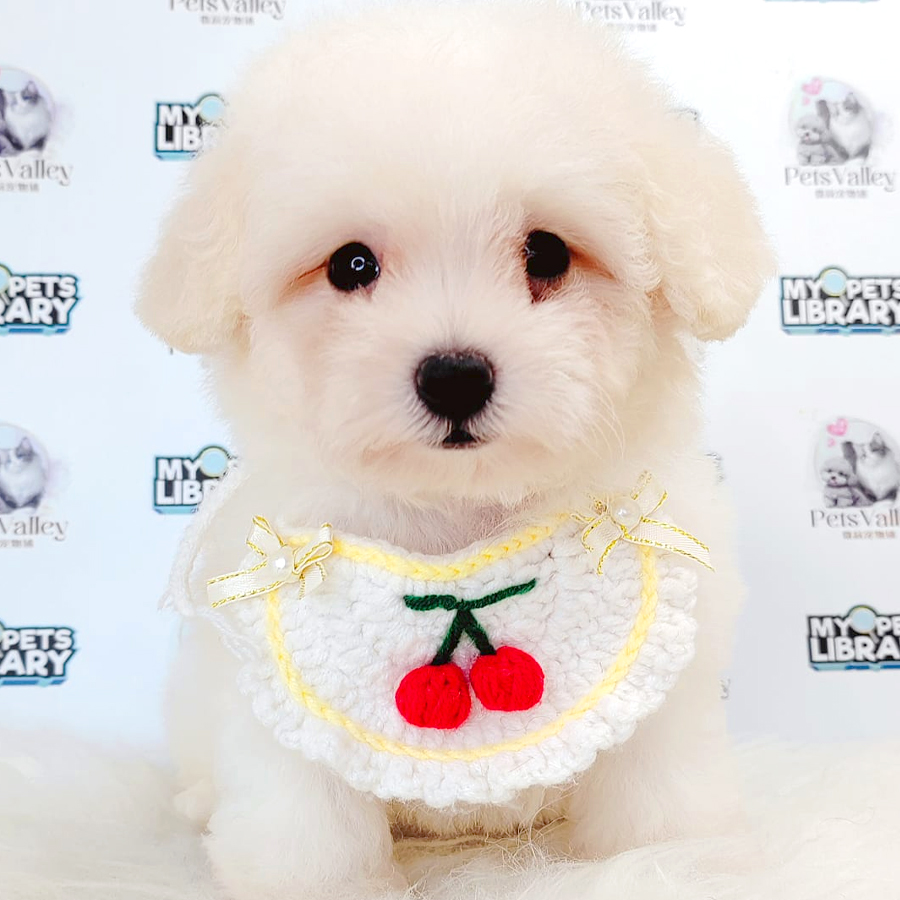 Poochon Puppy