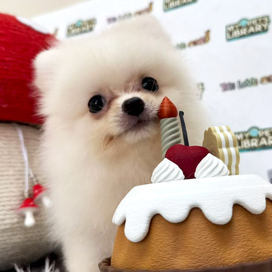 Tiny Pomeranian Puppy