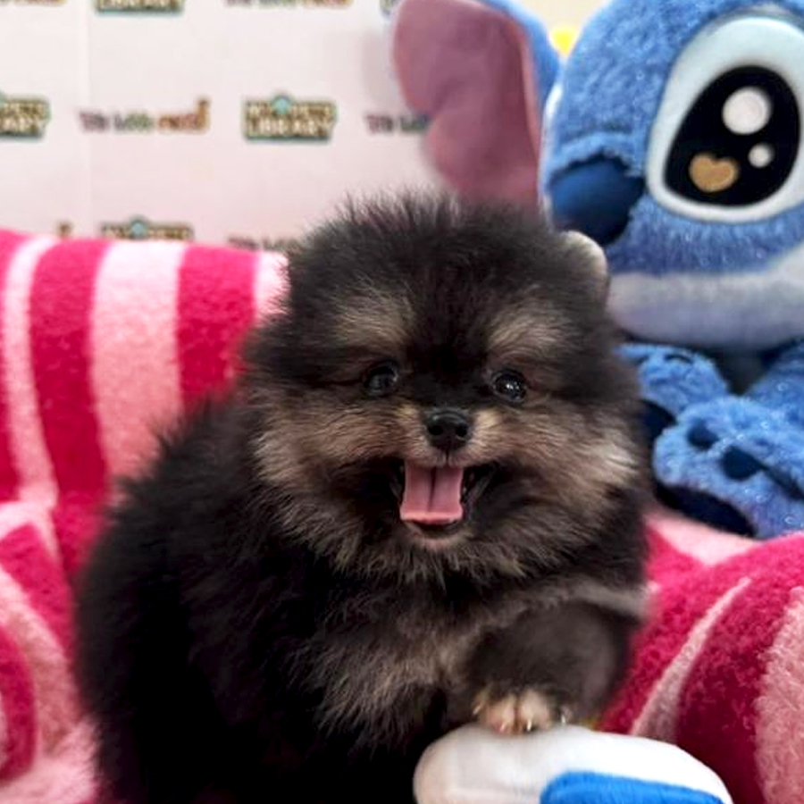 Tiny Pomeranian Puppy
