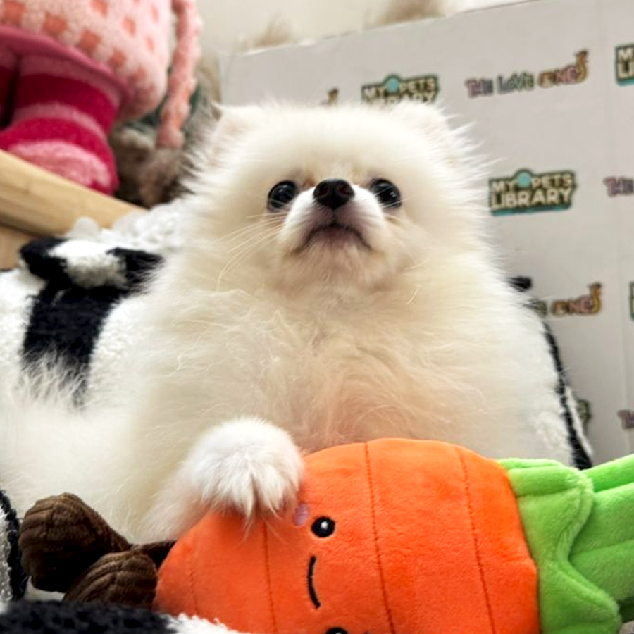Tiny Pomeranian Puppy