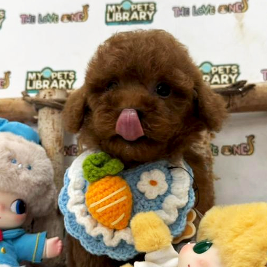 Tiny Poodle Puppy
