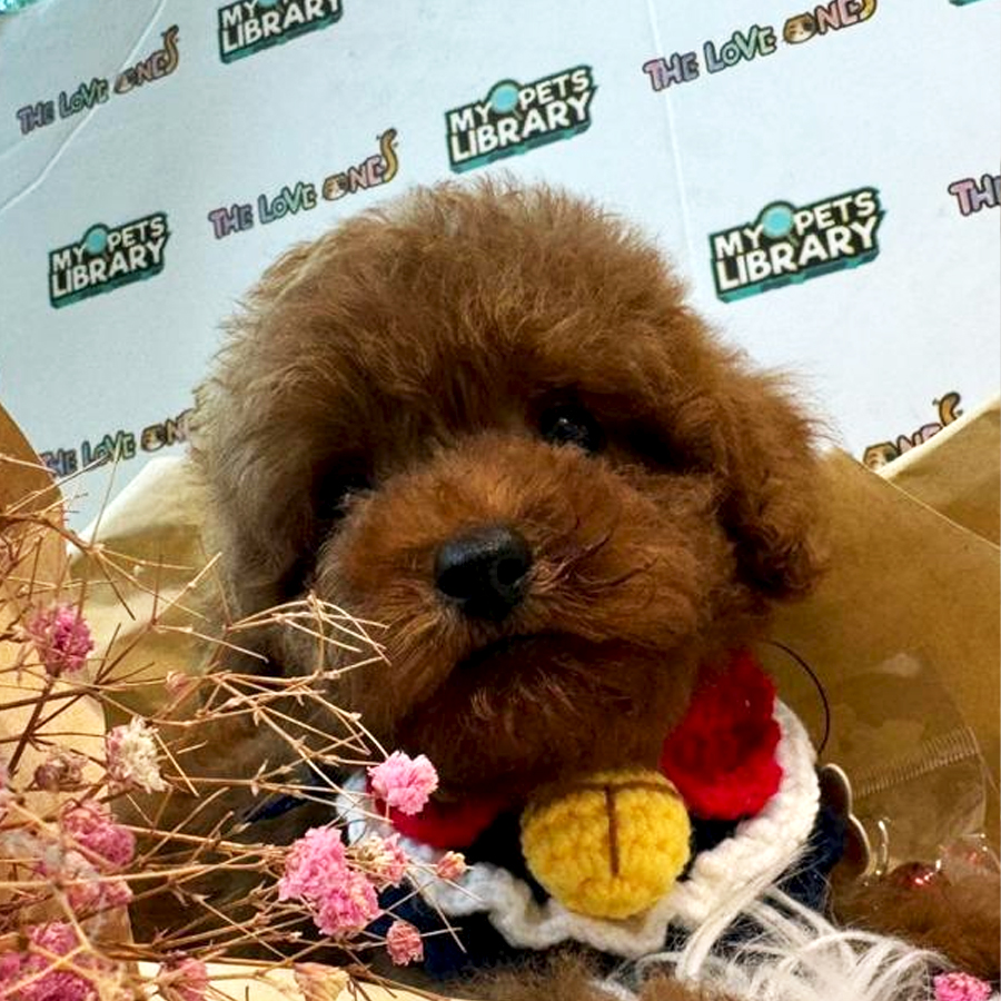 Tiny Poodle Puppy
