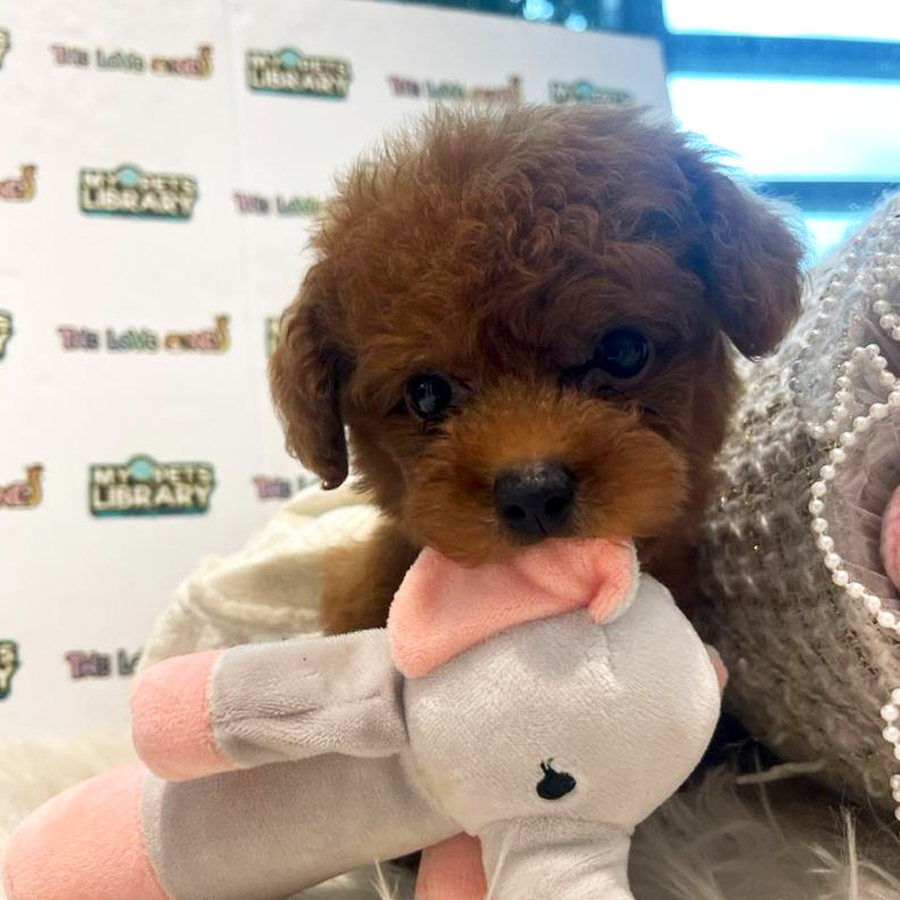 Tiny Poodle Puppy