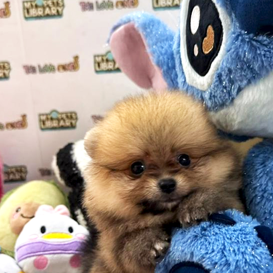 Tiny Pomeranian Puppy