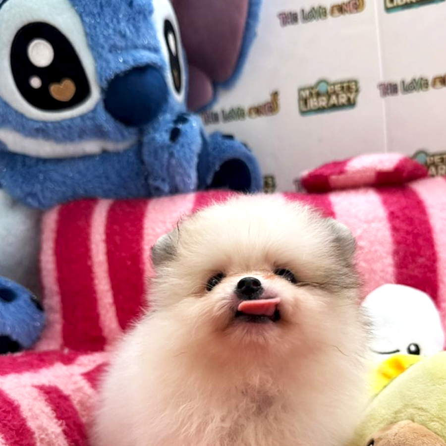 Tiny Pomeranian Puppy