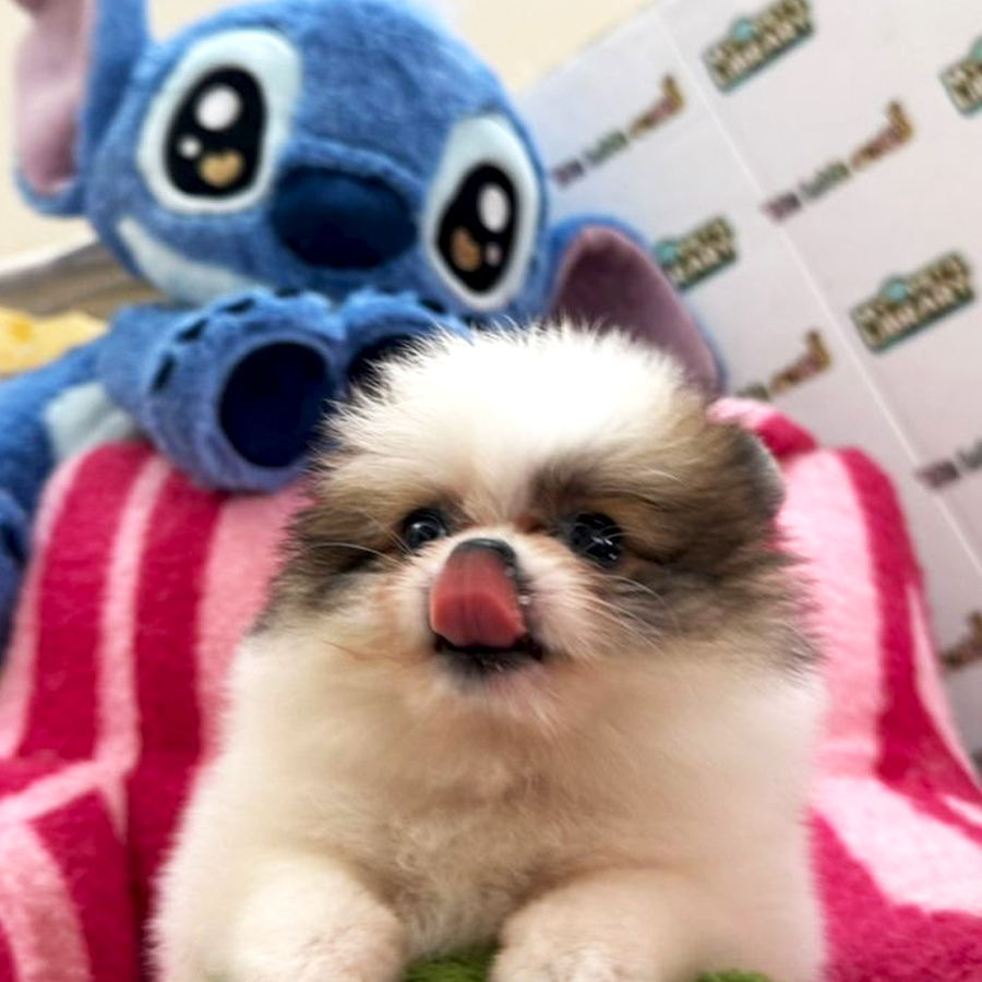 Tiny Pomeranian Puppy