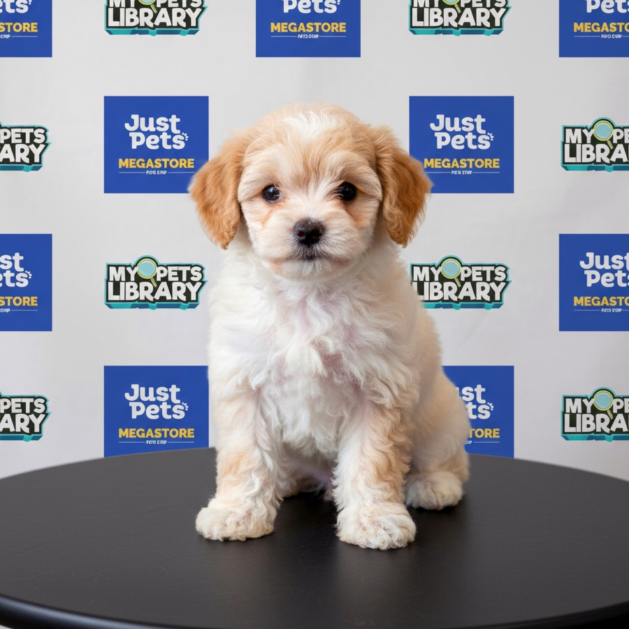 MKA Toy Poodle Puppy
