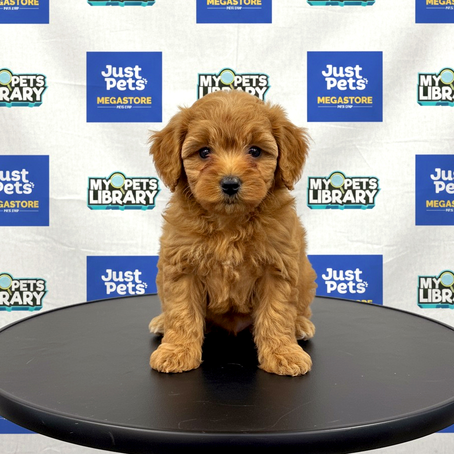 MKA Toy Poodle Puppy