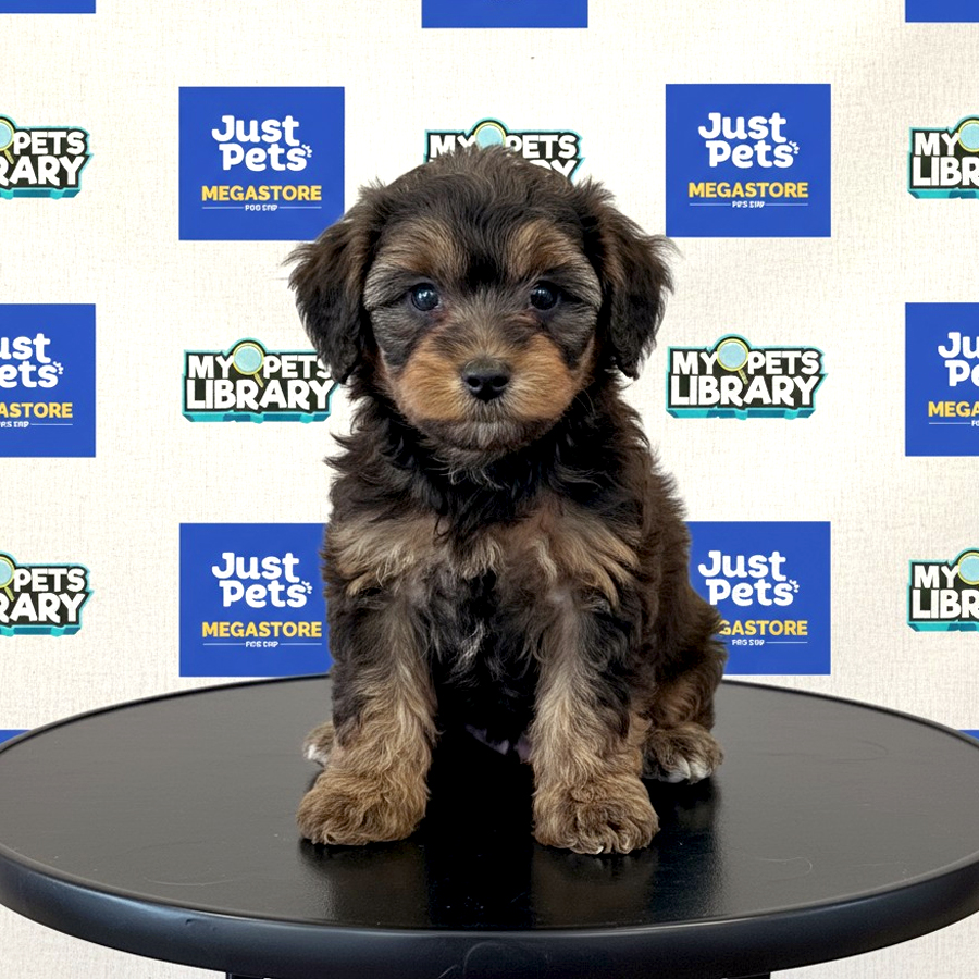 MKA Toy Poodle Puppy