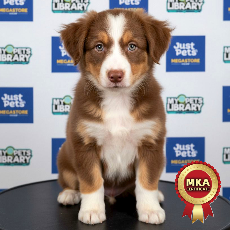 MKA Border Collie Puppy