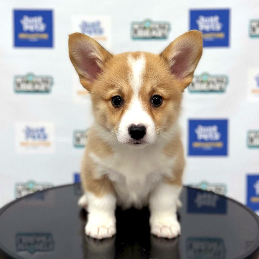 Welsh Corgi Puppy