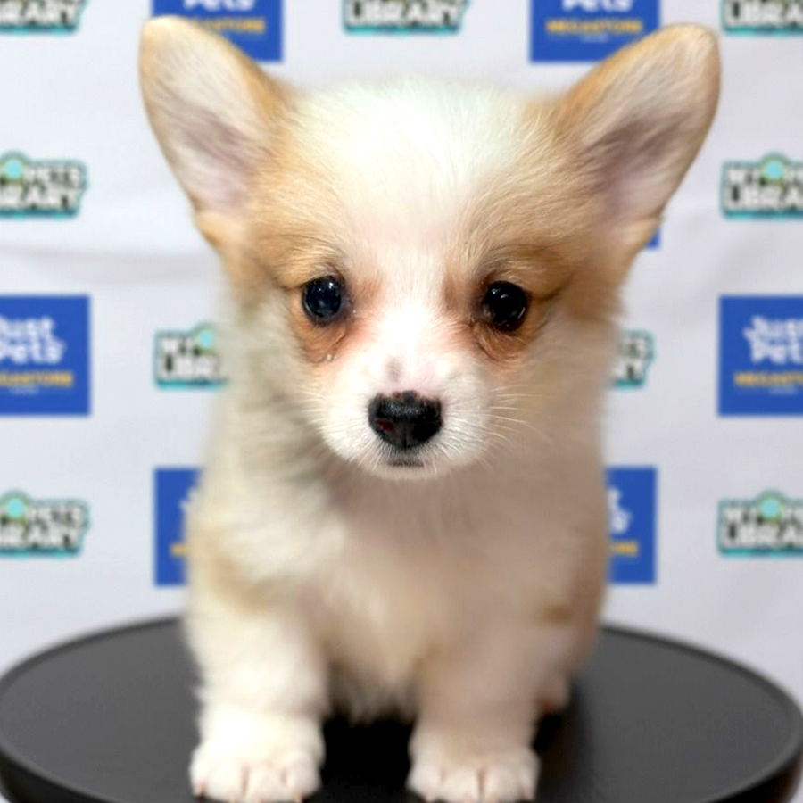 Welsh Corgi Puppy