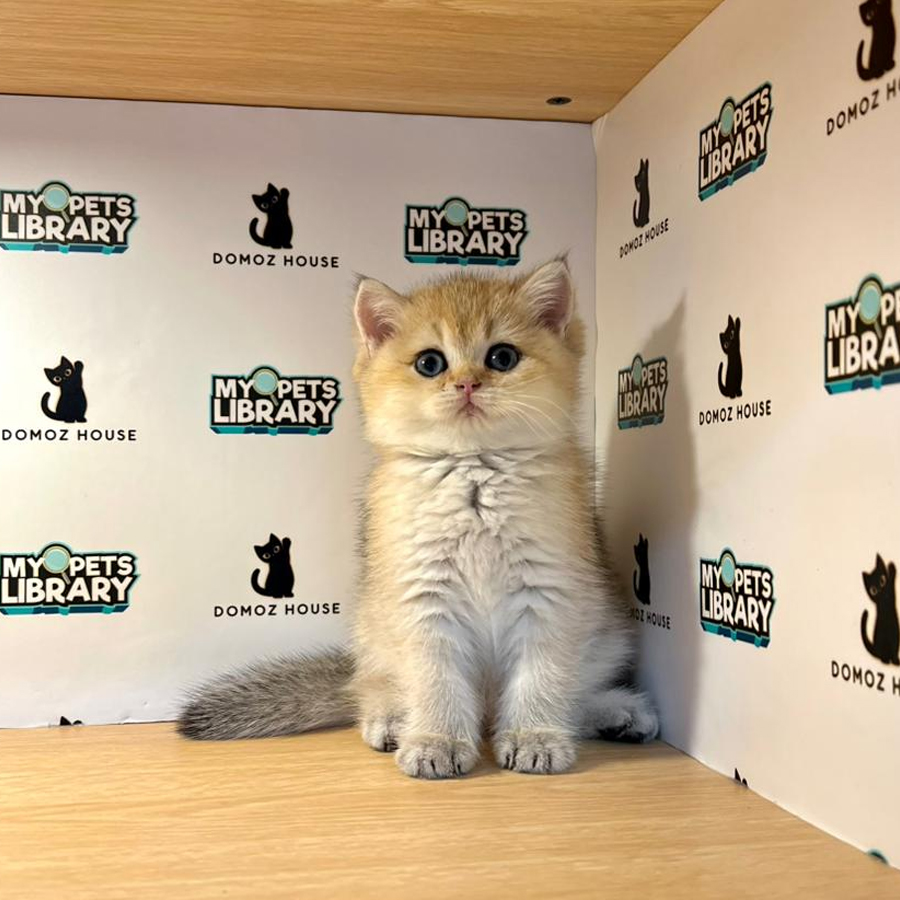 British Shorthair Kitten