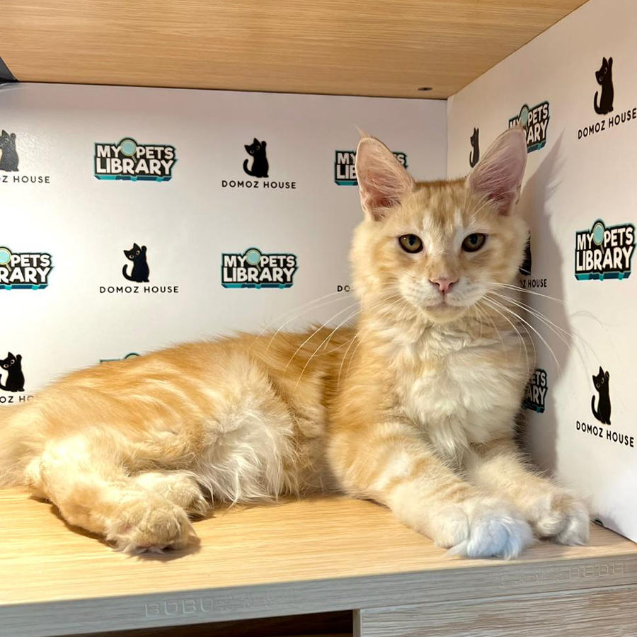 Maine Coon Kitten