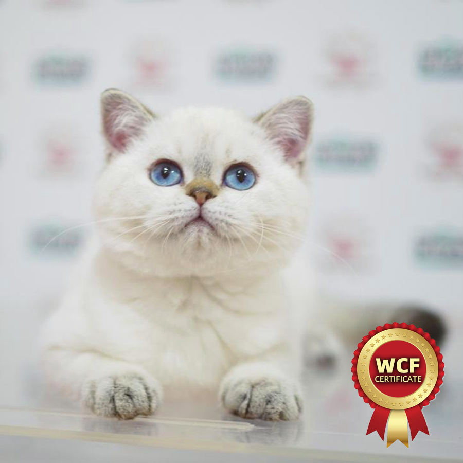 WCF British Shorthair Kitten