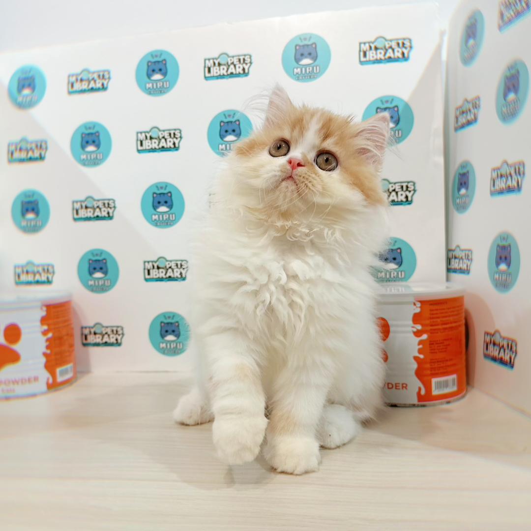 Persian Kitten