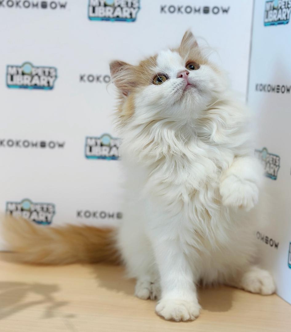British Longhair Kitten