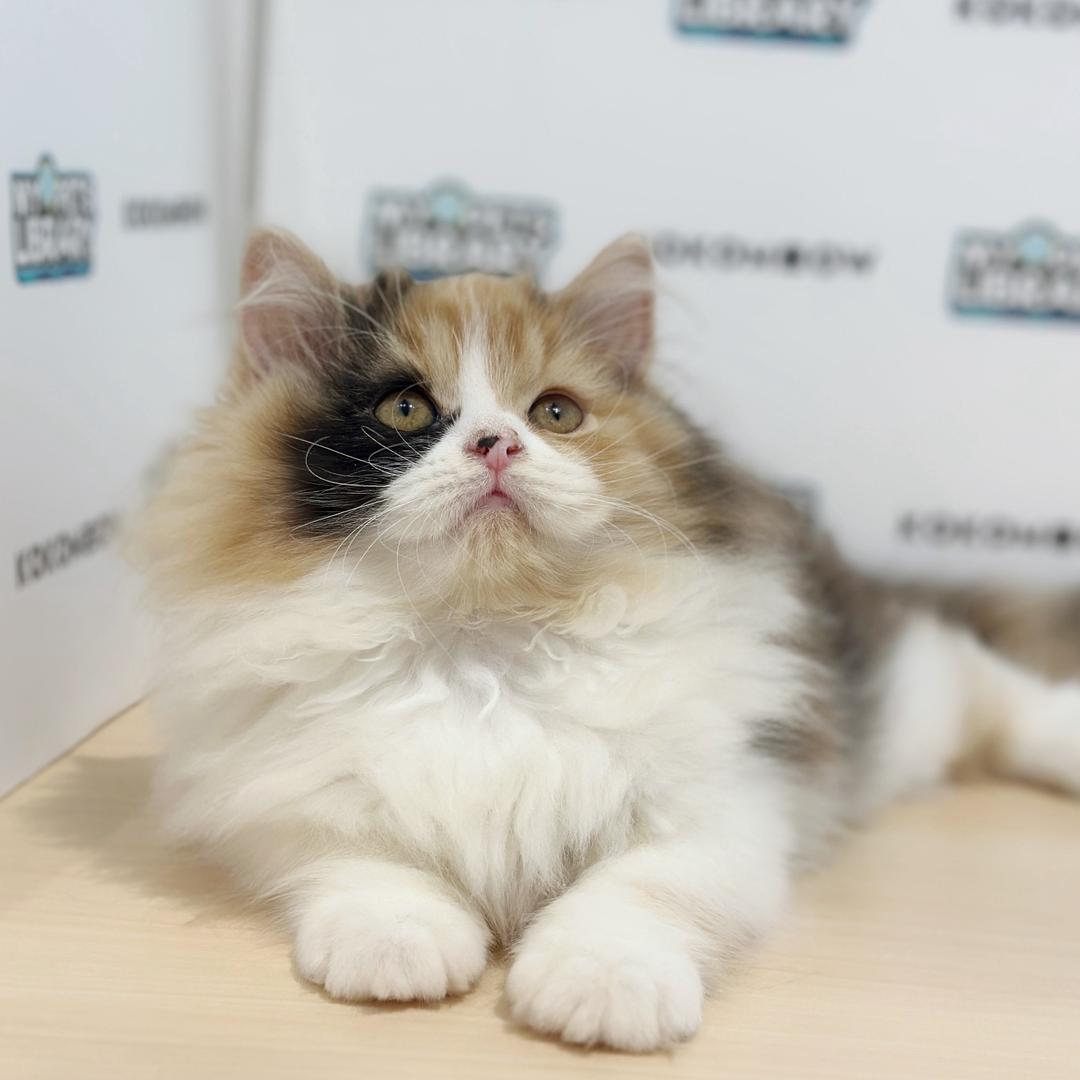 British Longhair Kitten