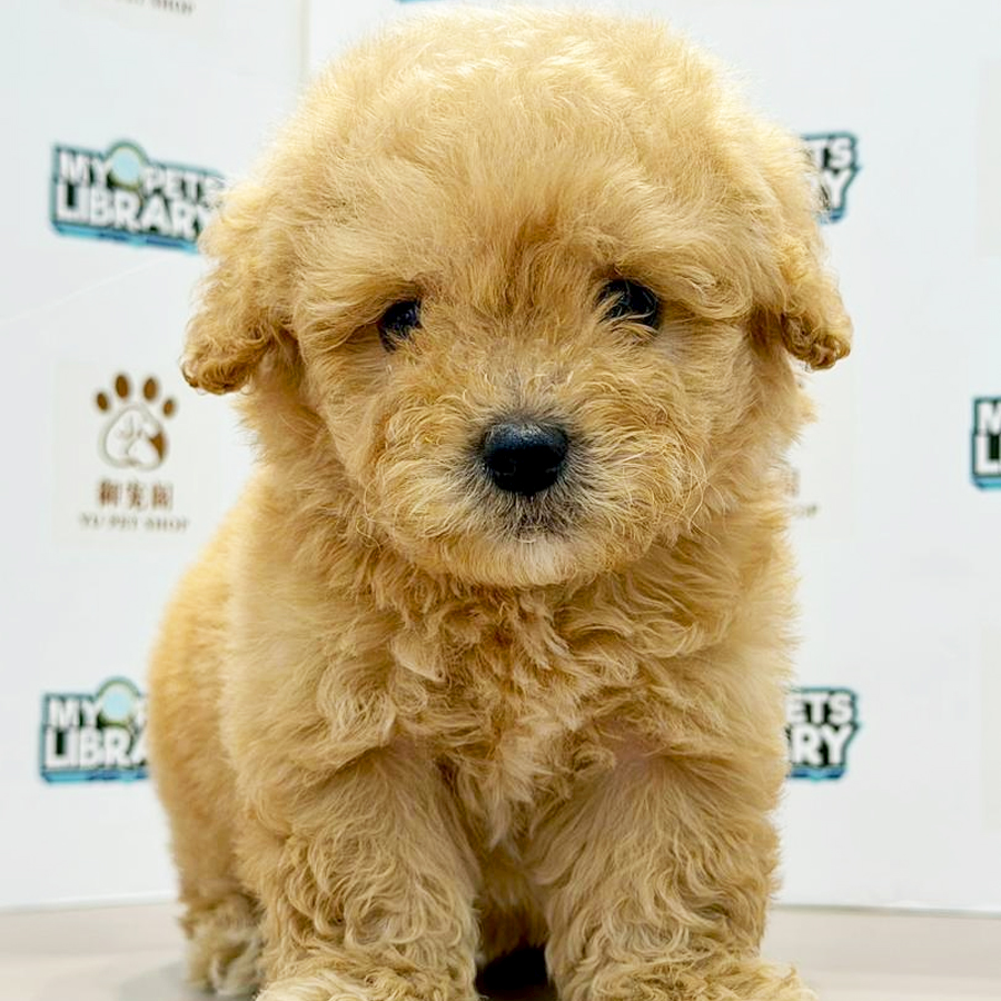 Toy Poodle Puppy