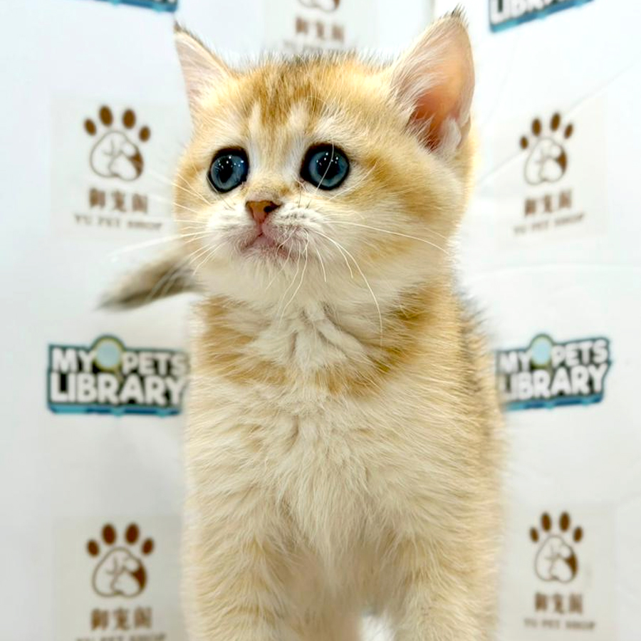 British Shorthair Kitten