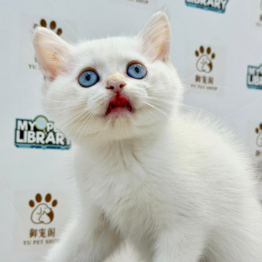 British Shorthair Kitten
