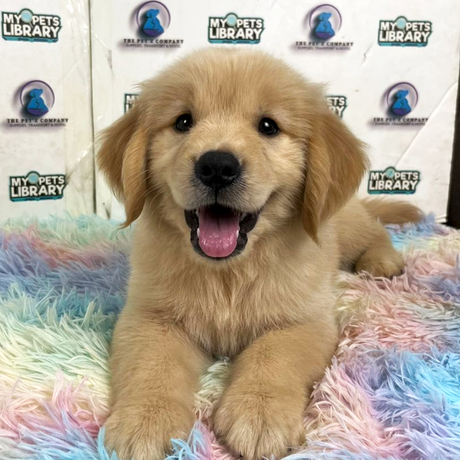 Golden Retriever Puppy