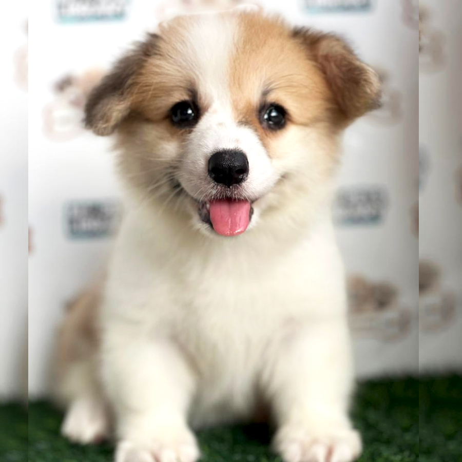 Welsh Corgi Puppy