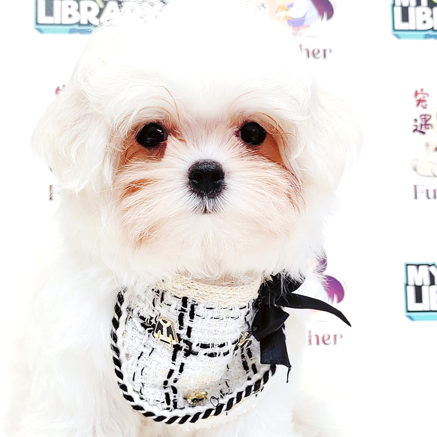 Maltese Puppy