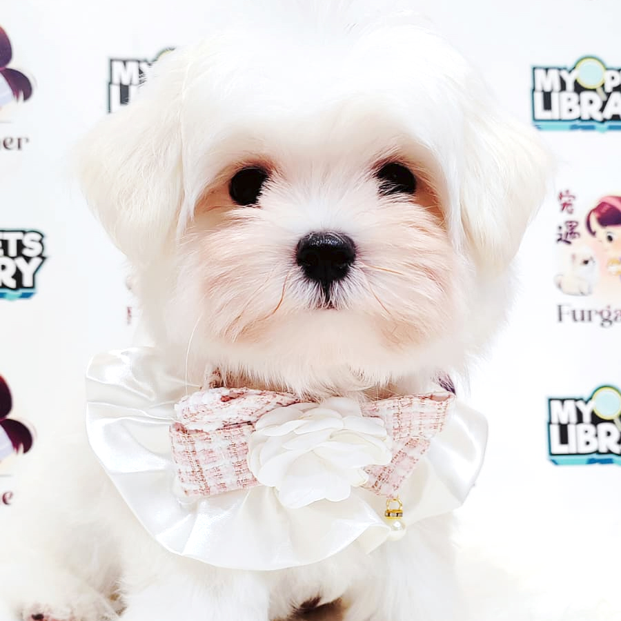 Maltese Puppy