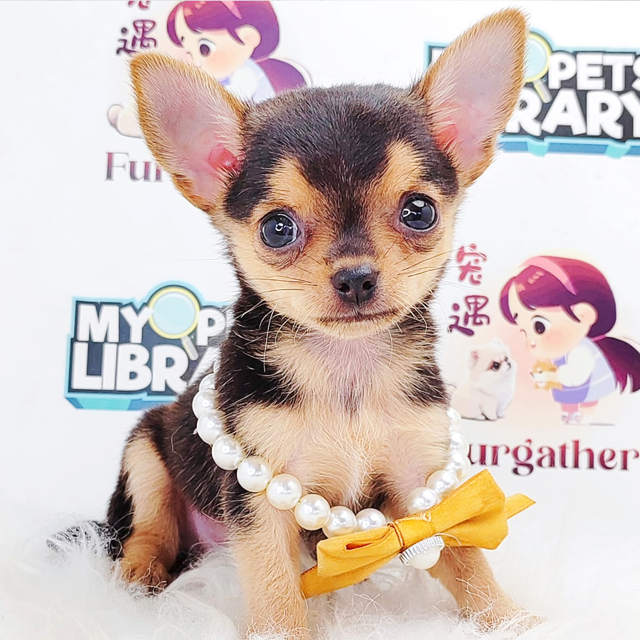 Chihuahua Puppy