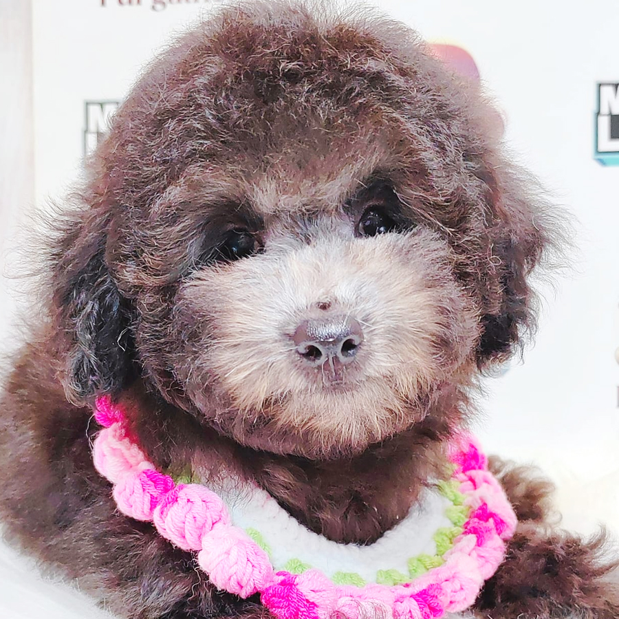 Poodle Puppy
